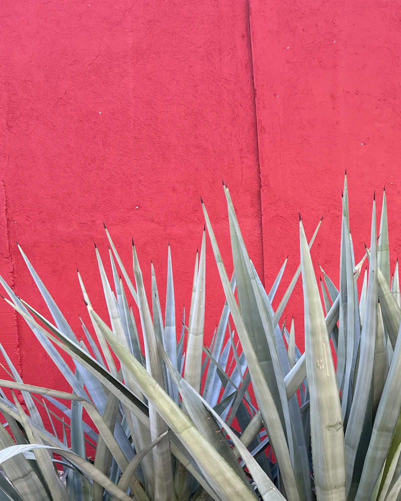 Un muro encalado de rojo intenso con un grupo de agaves recortados delante.